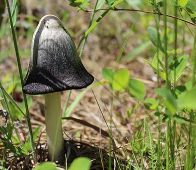 A black cap mushroom is an example of fungus that breaks down dead things. Photo: Stephanie Rohdy