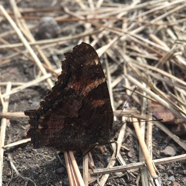 The dark underside of the California Tortoiseshell. Photo: Land Trust.