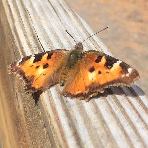 California Tortoiseshells have slightly tattered wings in the spring. Photo: Land Trust.