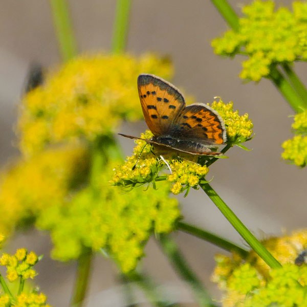 Buckwheat. Photo: John Williams.