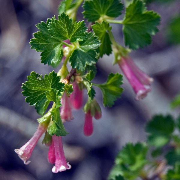 Wax currant. Photo: M.A. Willson.