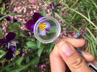 Using a hand lens to look closer at a flower. Photo: Land Trust.