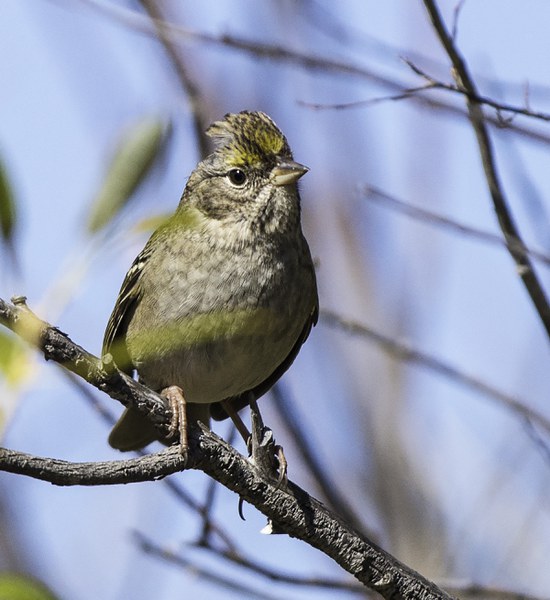 Golden Crowned Sparrow perched at Camp Polk Meadow. Photo: Kris Kristovich.