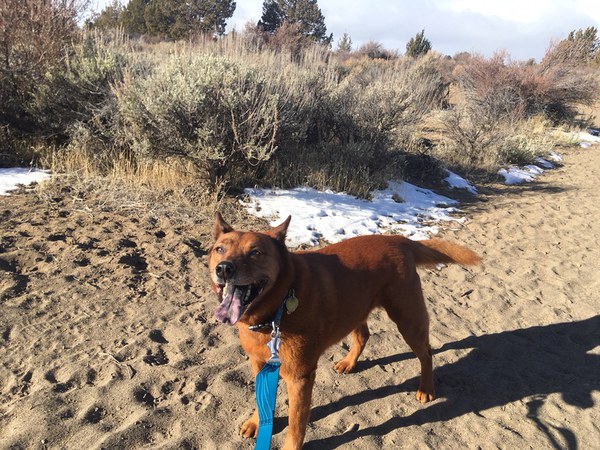 A good dog enjoying the trail while on leash. Photo: Land Trust.