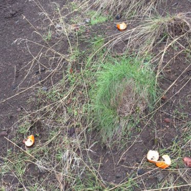 Orange peels left on the side of the trail. Photo: Land Trust.