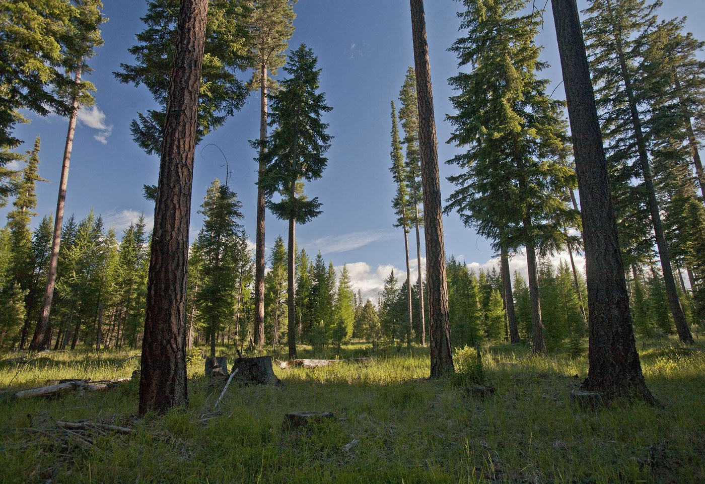 Ponderosa pines stand tall at the Metolius Preserve. Photo: Jay Mather.