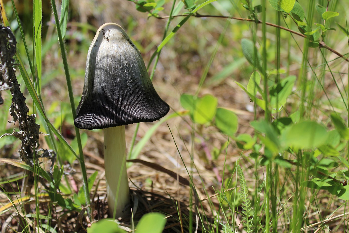 Black cap mushroom at the Metolius Preserve. Photo: Stephanie Rohdy.