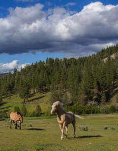 Horses run at Demaris Ranch. Photo: Marlin Kontje