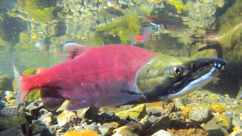 The Incredible Journey Of Sockeye Salmon Deschutes Land Trust
