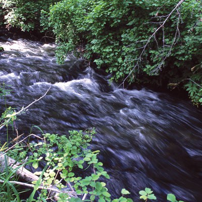 Lake Creek at the Metolius Preserve. Photo: Patrick Buresh.