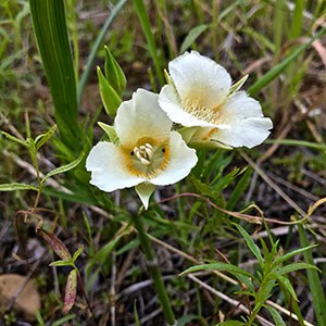 Subalpine Mariposa Lily (Calochortus subalpinus). Photo: Joan Amero.