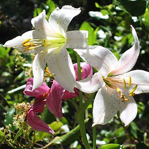 Washington lily. Photo: Land Trust.