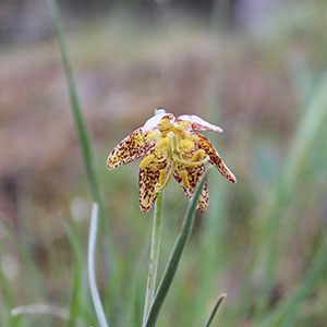 Spotted Fritillary (Fritillaria atropurpurea). Photo: Land Trust.