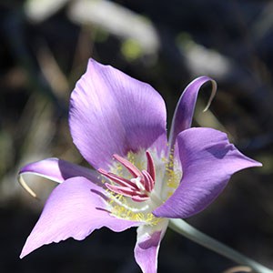 Mariposa lily. Photo: Land Trust.