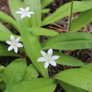 Queen’s Cup (Clintonia unifora). Photo: Land Trust.