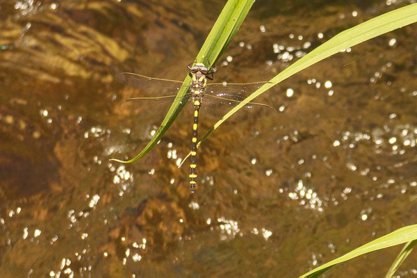 Dragonfly rests above Lake Creek at the Metolius Preserve. Photo: Sue Anderson.
