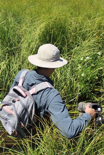 Sometimes monitoring takes you deep into a grassy creek. Photo: Land Trust.