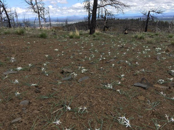 Sand lilies cover the once burnt ground at Skyline Forest. Photo: Land Trust.