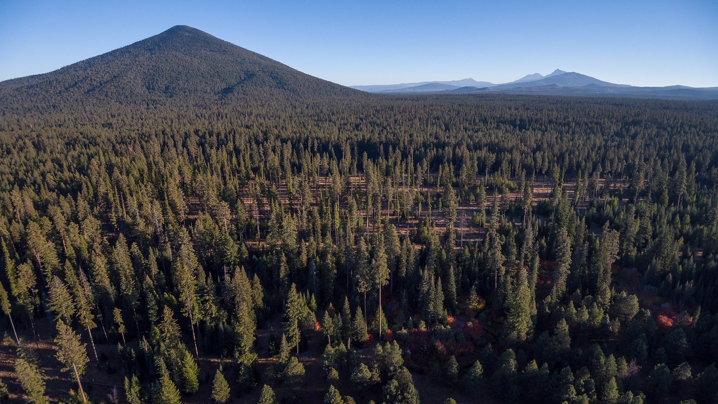 View of the mountainscape beyond the pine forest at the Metolius Preserve. Photo: Tim Cotter.