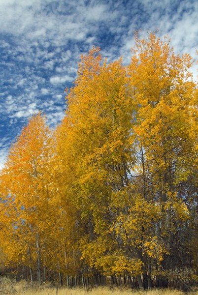 Yellow aspens at Camp Polk Meadow Preserve. Photo: Darlene Ashley.