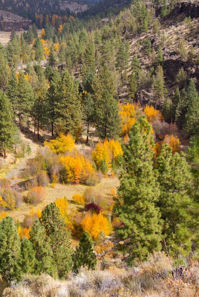 Glimpsing the fall colors on the valley floor at Whychus Canyon Preserve. Photo: Marlin Kontje.