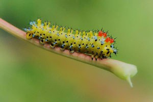 Ceanothus silk moth caterpillar. Photo: Gary Yankech via Flickr.