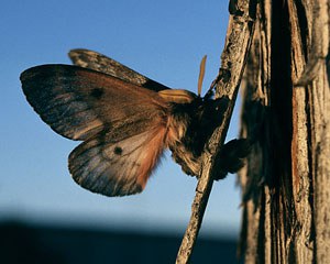 Pandora moth. Photo: Terry Spivey/Forestry Images.