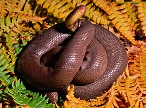 Rubber boa. Photo: Alan St. John.