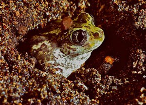 Great basin spadefoot. Alan St. John.