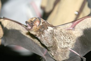 Hoary bat. Photo: Jim Anderson.