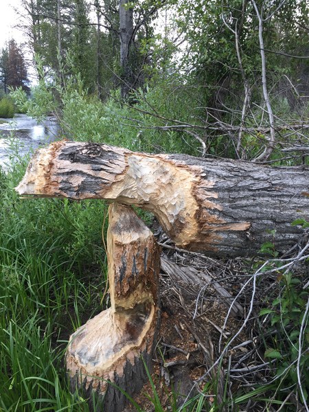 Evidence of beaver activity at Camp Polk Meadow. Photo: Land Trust.
