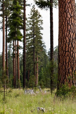 The forests of the Metolius Preserve. Photo: Tyler Roemer.