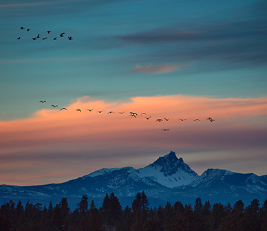 Geese fly above 3 Fingered Jack in the winter. Photo: Jay Mather.