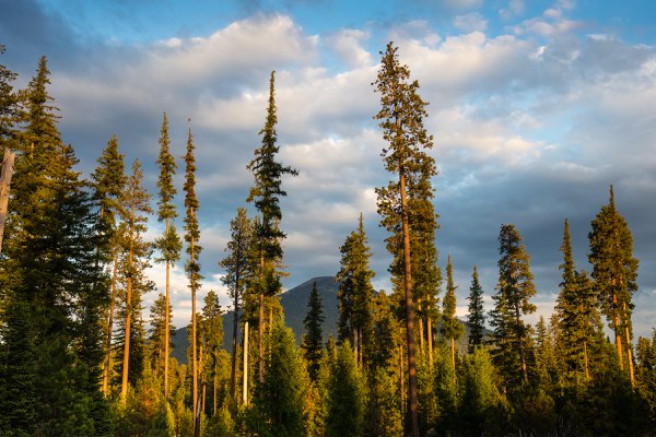 Black Butte stands above the forest. Photo: Tyler Roemer