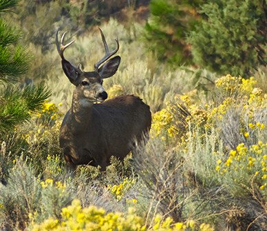Deer stands in meadow of grasses. Photo: Joan Amero