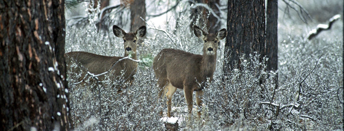 Deer shop in winter