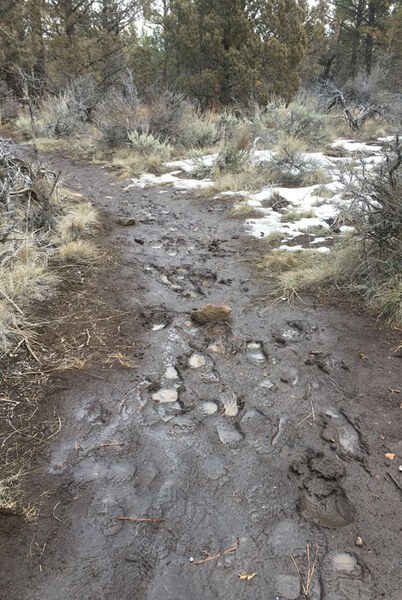 Trails being widened and gaining ruts by walkers at Whychus Canyon Preserve. Photo: Land Trust.