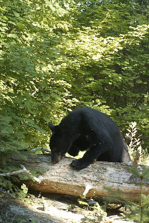 A black bear forages for food. Photo: Land Trust.