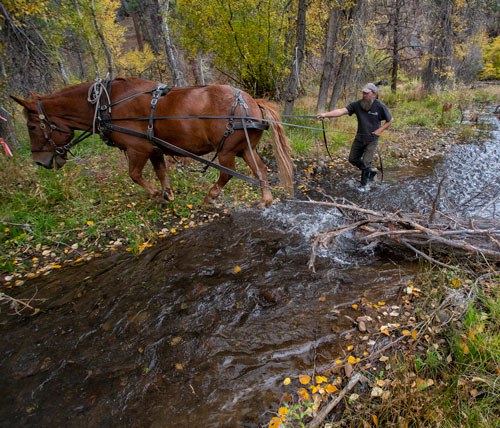 Harry the Horse moves logs into Whychus Creek to improve fish habitat. Photo: Jay Mather.