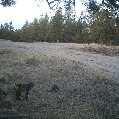 A bobcat stands by the side of a road. Photo: Land Trust.