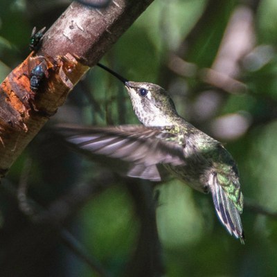 Anna's hummingbird in the summer at Camp Polk Meadow Preserve. Photo: Kris Kristovich.