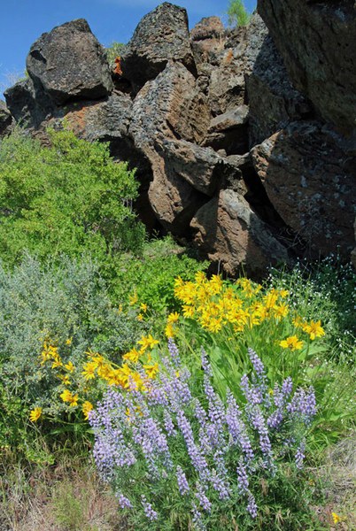 Flowers bloom at Whychus Canyon Preserve. Photo: Darlene Ashley.