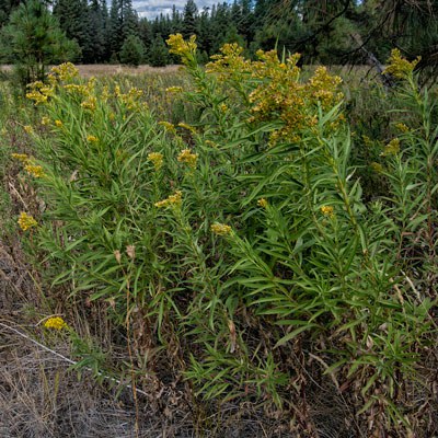 Canada goldenrod. Photo: Jay Mather.