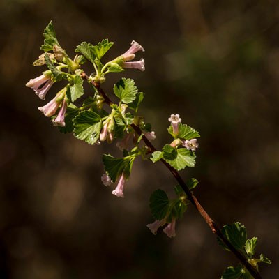 Wax currant. Photo: Kris Kristovich.