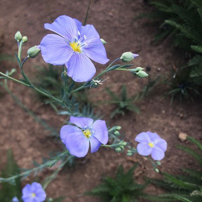 Lewis' flax. Photo: Land Trust.