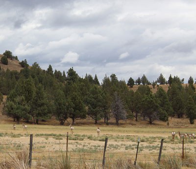 Pronghorn maintaining their distance from intruders--as usual--at Aspen Valley Ranch. Photo: Land Trust.