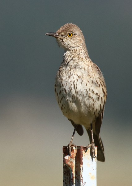 A Sage thrasher perched on a fencepost. Photo: Andrew Johnson.