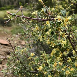 Bitterbrush. Photo: Joan Amero.