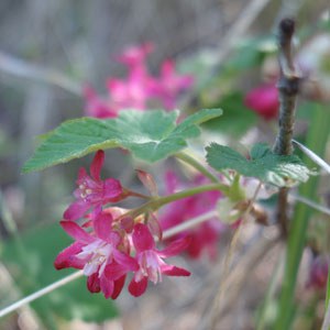 Red-flowering currant. Photo: Land Trust.