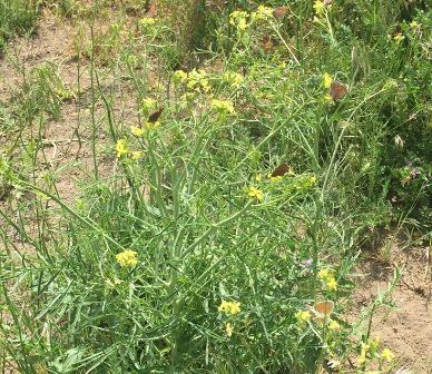 Tumble mustard. Photo: Ginny Elliott.